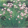 Ail et ciboulette (Allium)