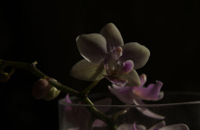 Eclats de phalaenopsis