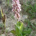 Lusus - Orchis Purpurea