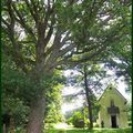 Le gros chêne de Léglise