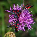 Zygaena filipendulae (Zygène de la filipendule)