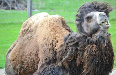 Highland Wildlife Park, Kingussie (Badenoch)