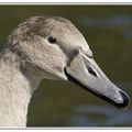 Portrait de Cygne