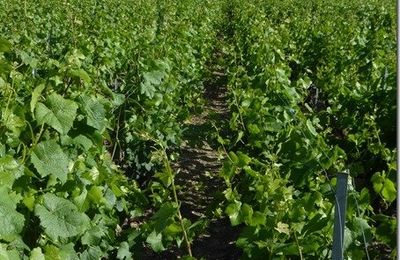 Dans les vignes champenoises