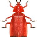 Lycus sanguineus, Dictyoptera pyropterus