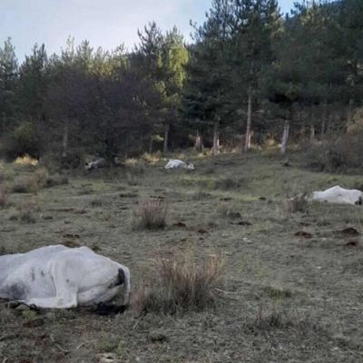 Après la faxcination, le tir à vue ! (MàJ)