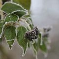 De givre habillé * Covered with frost #9