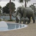 Elephants dans la piscine du camping Marjal 