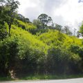 22 - Les bambous introduits en Nouvelle-Calédonie - 2) Phyllostachys aurea