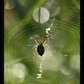 Araignées du soir..espoir