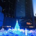 Holly Night - Christmas Illuminations in Tokyo