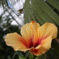 Fleurs des jardins suspendus