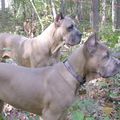 Le Cane Corso ou chien de cour italien