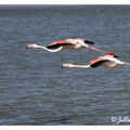 Flamant rose - phoenicopterus ruber