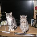 MES PETITS AMIS A QUATRE PATTES ET MES GERANIUMS