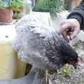 Je vous presente "Perle" la nouvelle p'tite poule de mon ami, le père Noël a du tomber sur le crâne cette année ;-)