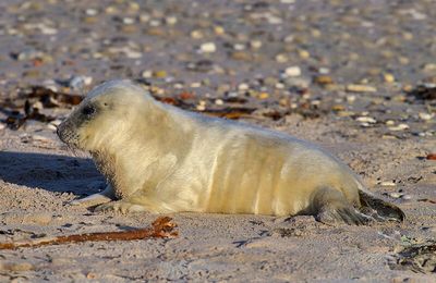 Record de naissances de phoques gris dans la réserve bretonne des Sept-Îles