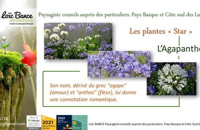 🌼 AGAPANTHE par Paysagiste Pays Basque paysagiste Landes.