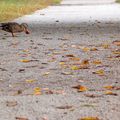 Canard aux pommes ....