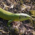 Des lézards dans le slip