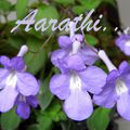 False African Violet - Streptocarpella saxorum 