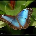 Papillon de Guyane