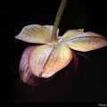 Orchidée