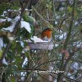 Oiseaux du jardin - février 2012