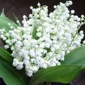 POURQUOI LE BRIN DE MUGUET LE 1er MAI ??