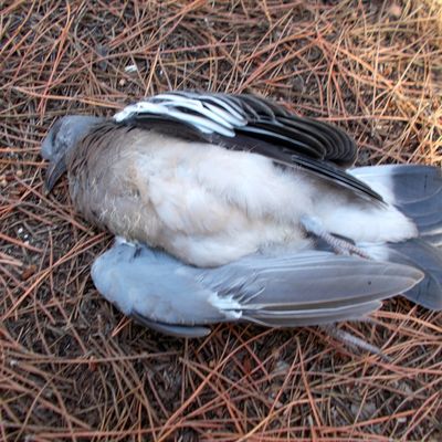 17 SEPTEMBRE 2019 PIGEONNEAU TA VIE FUT COURTE