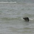 Phoque ou Veau de Mer observé a  la Patte d'Oie dans le Pas de Calais (62)