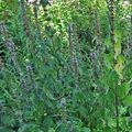 Une herbacée pour un jardin de fleurs sauvages...