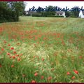 Gentils Coquelicots Mesdames