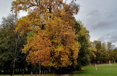 Au coeur de l'Automne