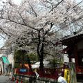 Les cerisiers à Tôkyô en Avril 2010