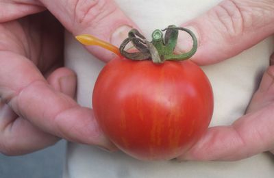 Curieuses tomates...