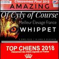 Waouh waouh waouh !!!!!!!!!!!!!!!!!!!!   Pour la 5ème X Meilleur élevage de Whippet en France
