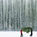 Comment choisir son sapin de Noël ? 