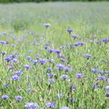 Dans les champs, le bleu qu'il manque au ciel.