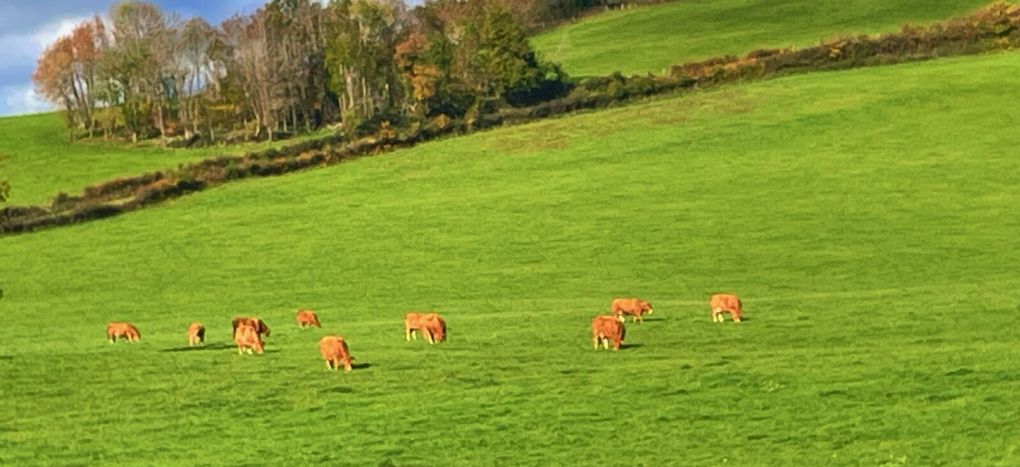 Mercredi 29 oct 2025 : hier j'étais dans les Combrailles , sur mes pas dans la commune de Manzat et environs  mon diapo s'en suit  et sur la fin retour @ la maison 🏡 