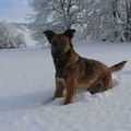 Le chien Kapy dans la neige