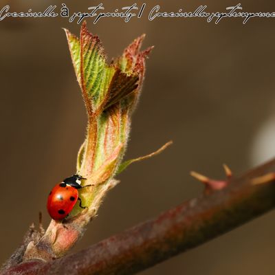 Les insectes de 2024 