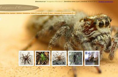 Site sur les araignées du Sud de la France