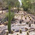 Cactus Park