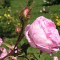 Rose centifolia -