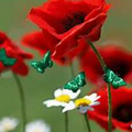 Le coquelicot ... ode à une beauté éphémère  