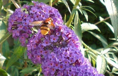 Le Buddléia au parfum de miel attire les papillons…