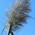 Elancées , graminées et yucca , île de Gozo