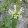 Stachys recta L., 1767 