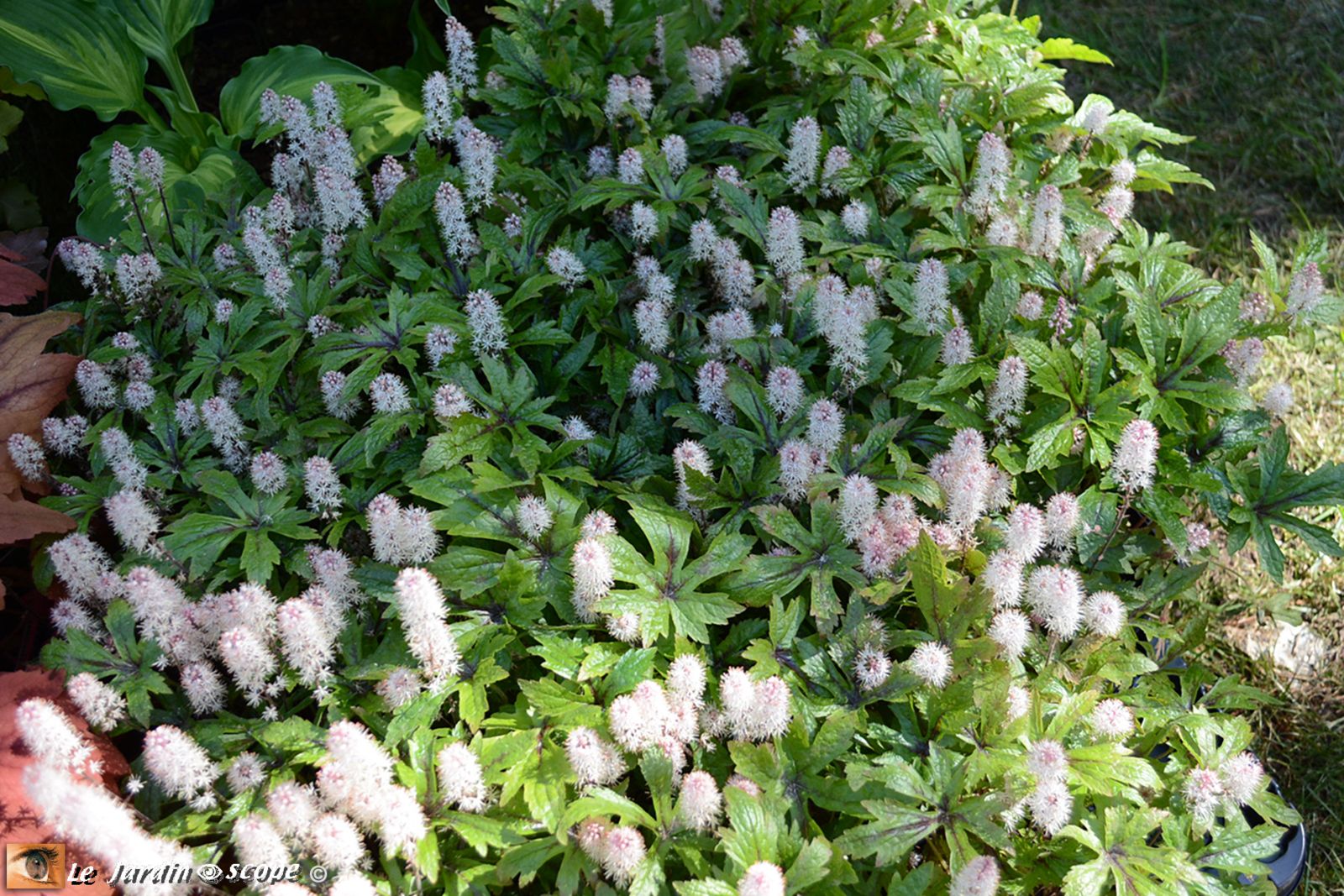 Tiarelle "Sky Rocket"